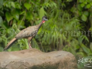 Crested Guan, Boqueron