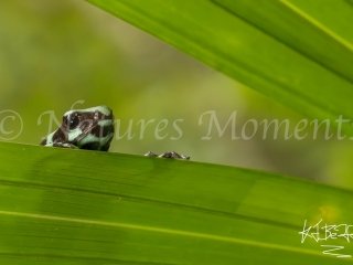 Green and Black Poison Dart Frog, Snowy Cotinga Lodge - Anyone Seen Me