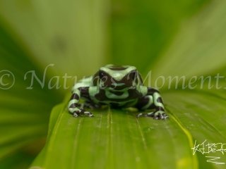 Green and Black Poison Dart Frog, Snowy Cotinga Lodge - Looking at You