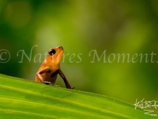 Strawberry Poison Dart Frog (Almirante) - Looking to Jumo