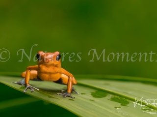 Strawberry Poison Dart Frog (Almirante), Snowy Cotinga Lodge