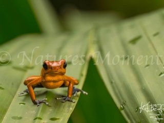 Strawberry Poison Dart Frog (Almirante) - Wet Leaf