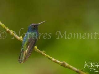 White-necked Jacobin, Snowy Cotinga Lodge