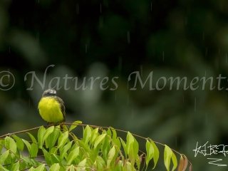 Grey-capped Flycatcher, Bocas del Toros
