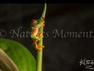 Red-eyed Tree Frog - Climbing
