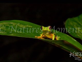 Red-eyed Tree Frog, Snowy Cotinga Lodge