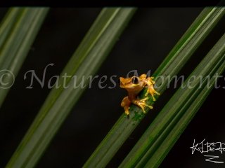 Hourglass Tree Frog, Snowy Cotinga Lodge - Life on the Edge