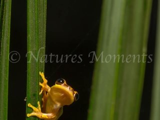 Hourglass Tree Frog, Snowy Cotinga Lodge - Sticky Feet