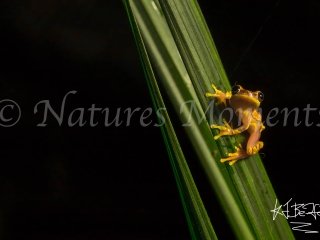 Hourglass Tree Frog, Snowy Cotinga Lodge - Bright Eyes
