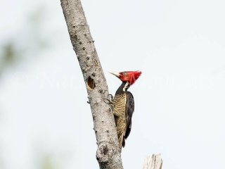 Pale-billed Woodpecker, Snowy Cotinga Lodge