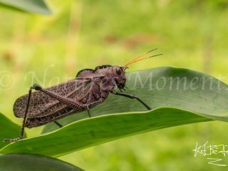 Giant Grasshopper, Snowy Cotinga Lodge