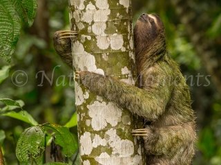 Three-toed Sloth, Snowy Cotinga Lodge