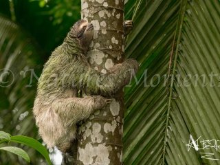 Three-toed Sloth, Bocas del Toros