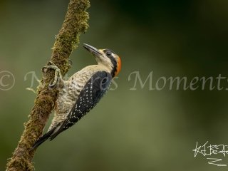 Black-cheeked Woodpecker, Bocas del Toros
