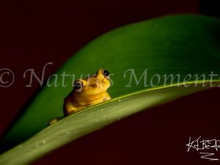 Olive-snouted Tree Frog, Snowy Cotinga Lodge