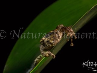 Long-snouted Tree Frog, Snowy Cotinga Lodge