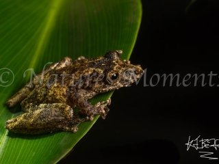 Long-snouted Tree Frog, Bocas del Toros