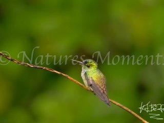 Blue-chested Hummingbird, Snowy Cotinga Lodge