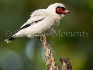 Masked Tityra, Charagre