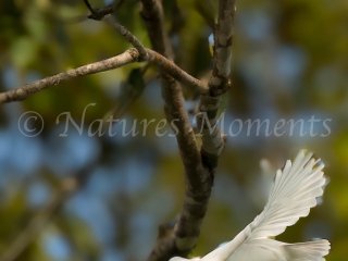 Snowy Cotinga, Bocas del Toros