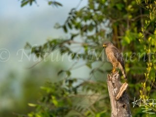 Road-side Hawk, Bocas del Toros