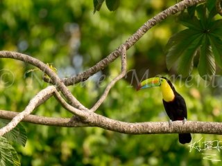 Keel-billed Toucan, Bocas del Tores