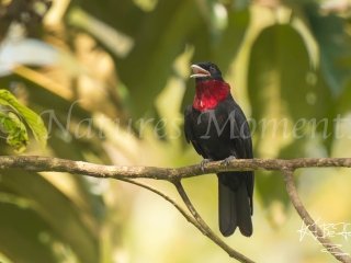 Purple-throated Fruitcrow, Bocas del Toros