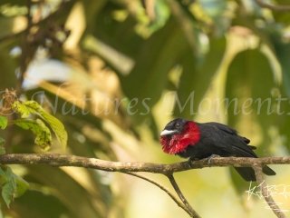 Purple-throated Fruitcrow, Charagre