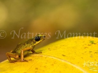 Poison Dart Frog (Isla Pastores), Yellow Leaf