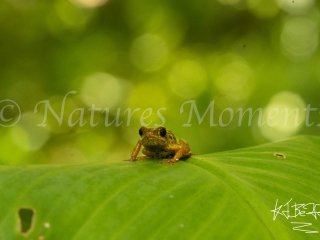Poison Dart Frog (Isla Pastores), Green Leaf