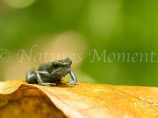 Strawberry Posion Dart Frog (Loma Partida), Bocas del Toros,