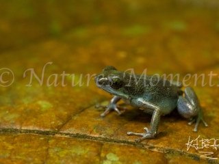 Strawberry Posion Dart Frog (Loma Partida), Leaf Patterns