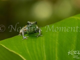 Strawberry Posion Dart Frog (Loma Partida), Over the Ridge