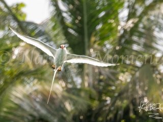 Red-billed Tropicbird, Soaring Up