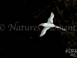 Red-billed Tropicbird, Bocas del Toros