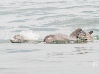 Bottlenose Dolphin, Bocas del Toros