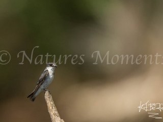 Mangrove Swallow, Bocas del Toros