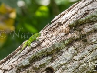 Green Lizard Bocas del Toro