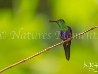 Crowned Woodnymph, Bocas del Toros