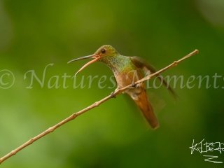 Rufous-tailed Hummingbird, Bocas del Toros