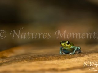 Strawberry Poison Dart Frog (Isla Popa), Bocas del Toros