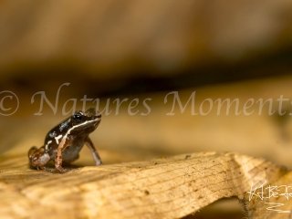 Rainforest Rocket Frog, Bocas del Toros
