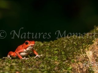 Strawberry Poison Dart Frog (Isla Bastimentos), Bocas del Toros