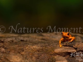 Strawberry Poison Dart Frog (Isla Solarte), Bocas del Toros