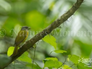 Grey-headed Tanager, Gamboa