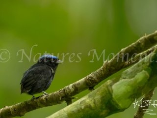 Velvety Manakin, Gamboa