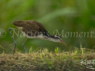 Wattled Jacana, Gamboa (Juvenile)