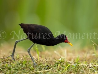 Wattled Jacana, Gamboa (Male)
