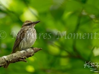 Streaked Flycatcher, Gamboa