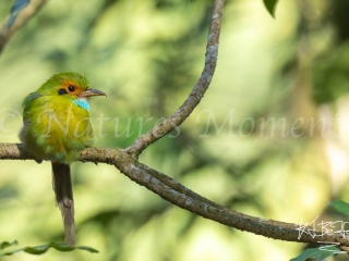Blue-throated Motmot, Tecpan Reserve